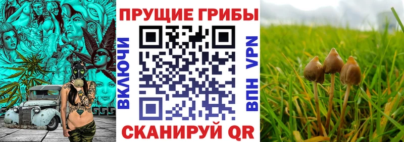 Псилоцибиновые грибы Psilocybine cubensis  Бабушкин 
